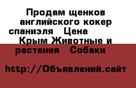 Продам щенков английского кокер спаниэля › Цена ­ 4 000 - Крым Животные и растения » Собаки   